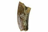 Partial, Serrated Tyrannosaur Tooth - Judith River Formation #149101-1